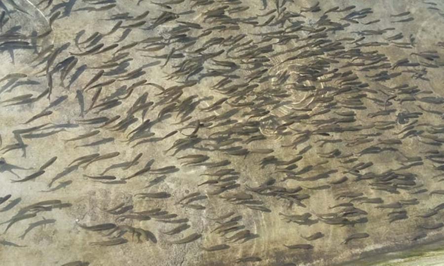 मत्स्य केन्द्रद्वारा चार करोड ३८ लाख भुरा उत्पादन