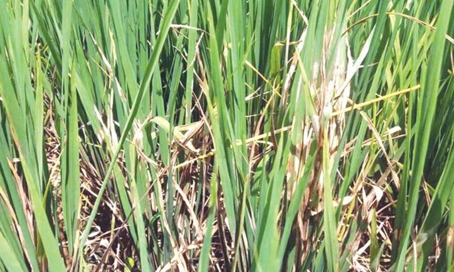 चितवनमा धानमा रोगको प्रकोप, किसान चिन्तित