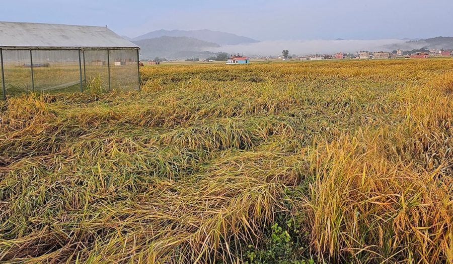 बेमौसमी वर्षाले धानबालीमा क्षति, चिन्तित किसान