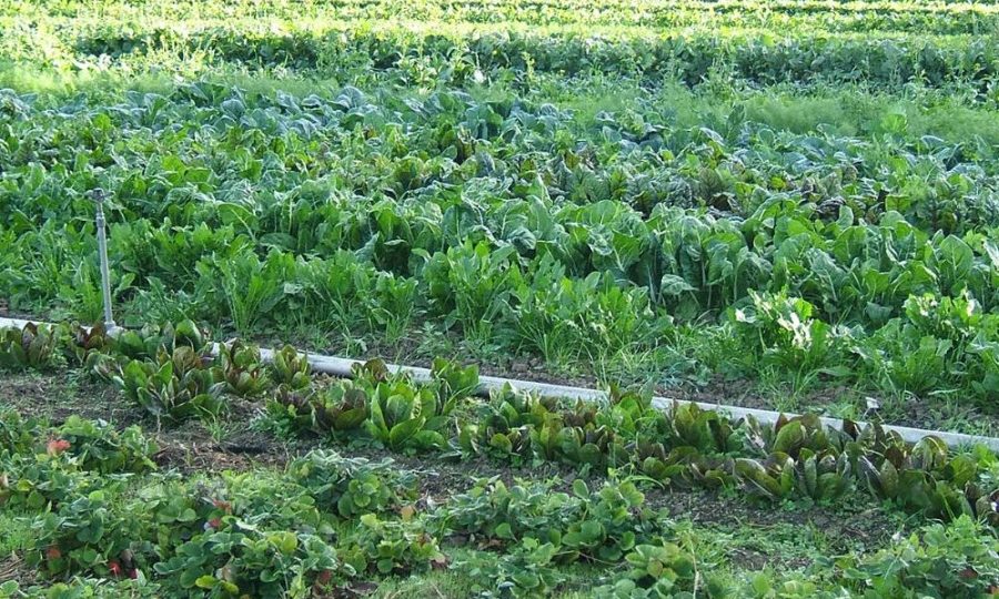 पश्चिम नवलपरासीमा व्यावसायिक तरकारी खेतीतर्फ किसानको बढ्दो आकर्षण