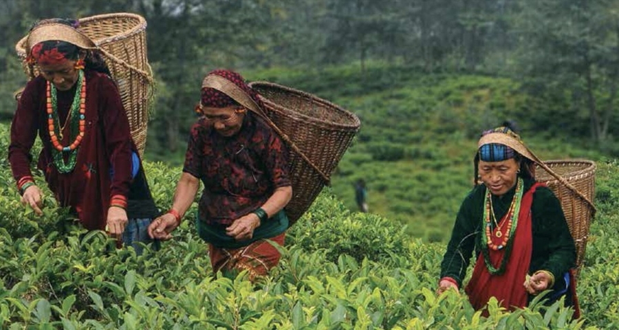 इलामका चिया बगानमा ‘फस्ट फ्लस’ सुरु