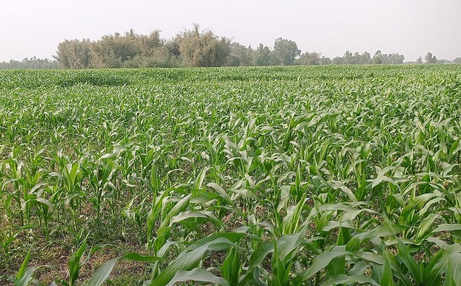 वर्षाले मकैखेती फस्टाउँदै, उत्पादन बढ्ने आशामा किसान