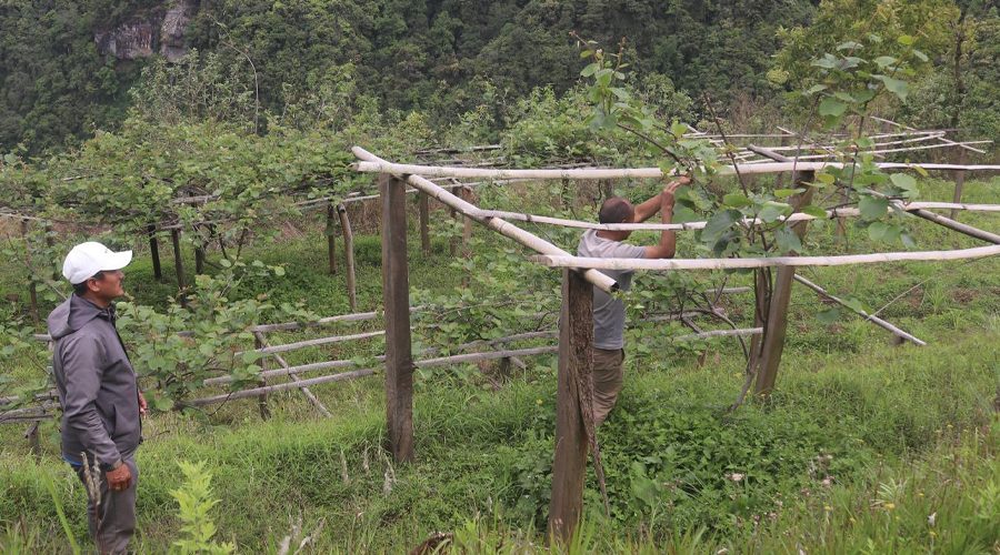 व्यावसायिक किवीखेतीमा जुट्दै खावाका किसान