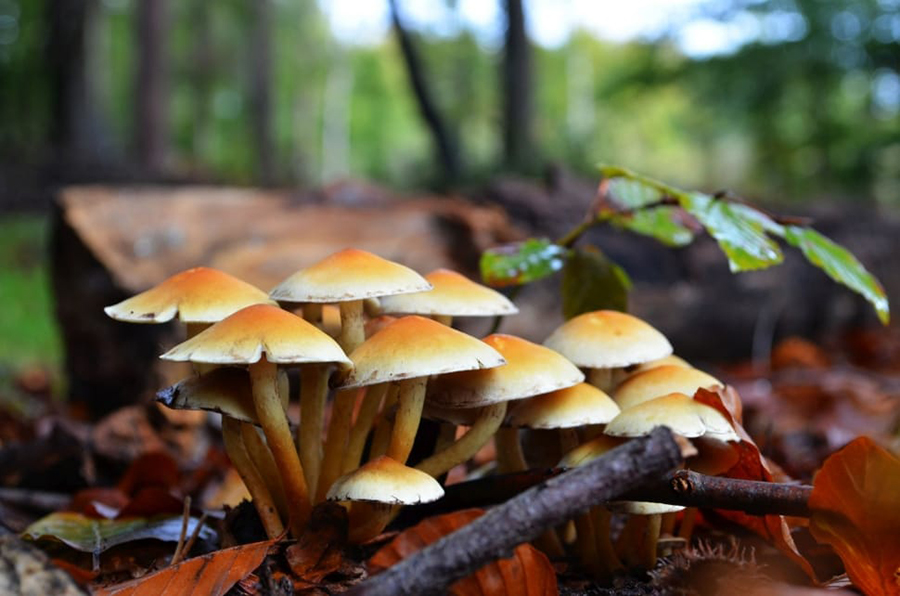 जङ्गली च्याउ खाँदा ११ जना बिरामी