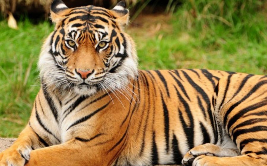 समस्याग्रस्त बाघ व्यवस्थापन गर्न ‘टाइगर सेन्चुरी’ योजना