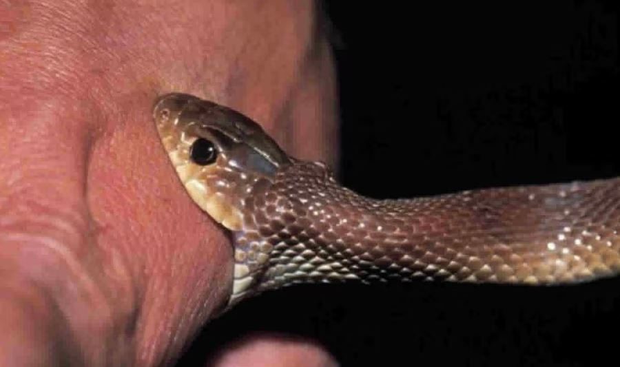 गर्मीबढेसँगै सर्प दंशका बिरामी बढे