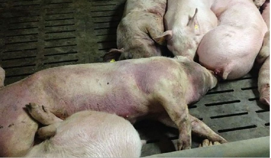गोरखामा अफ्रिकन स्वाइन फिभरबाट २५० सुँगुर/बङ्गुर मरे