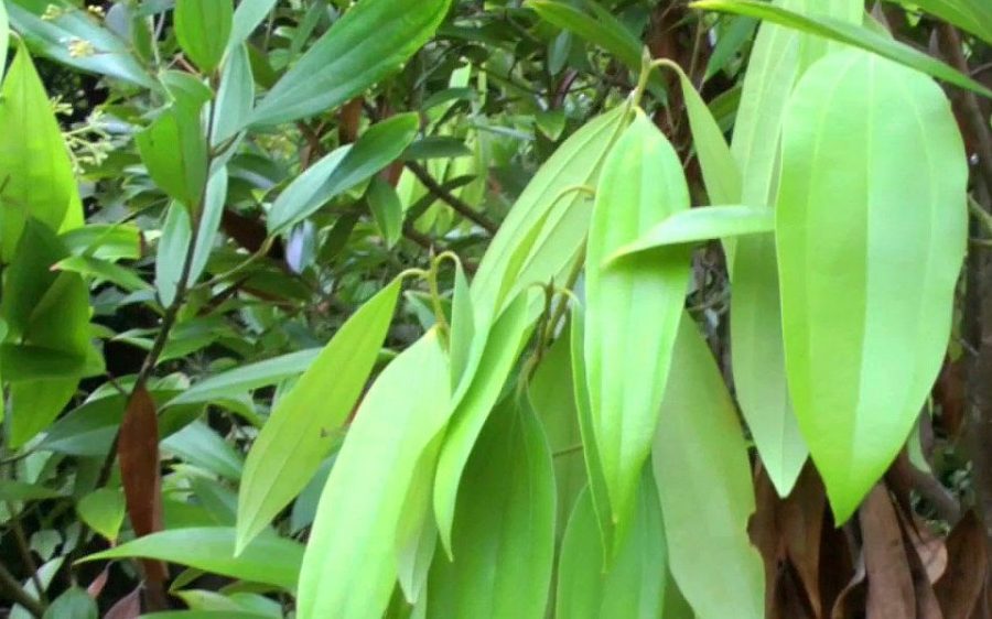 चामलमा सिलासा (किरा) परयो, उसो भए तेजपत्ता राखिदिनुहोस्