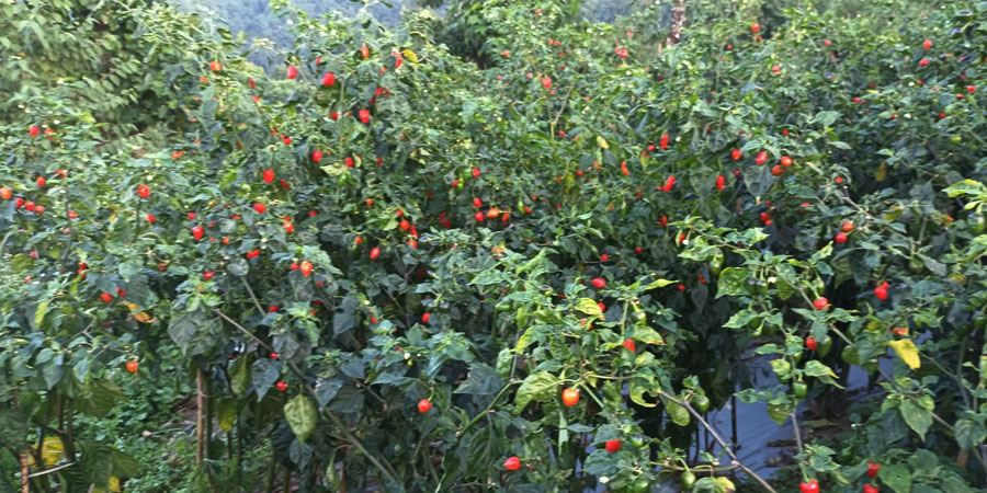 धान र मकै छाडेर अकबरे खुर्सानी खेतीमा आकर्षित वालिङका किसान